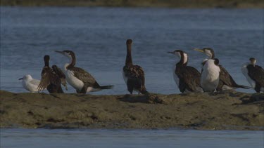 a group of cormorants on a sand bar with beach behind