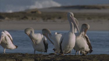 a group of pelicans preen on a sand bar with beach behind