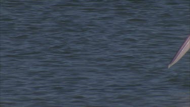 pelican swims on water surface and out of shot another comes into shot