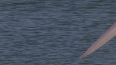 pelican swims on water surface and out of shot another comes into shot