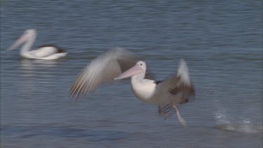 pelican runs across the water takes flight and leaves shot another comes into shot on the water