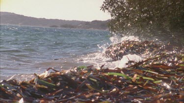 piles of sea grass on shores and waves splashing in behind. Bay in background