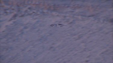 osprey flies down from limestone cliff face towards sea out over sea and out of shot