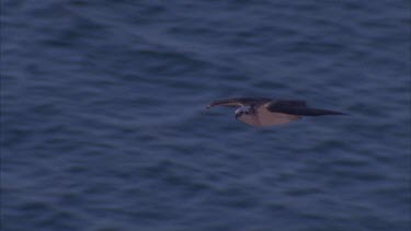 magnificent shot as osprey flies over sea and out of shot, glowing afternoon light