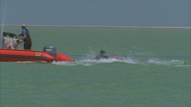 marine scientists on red zodiac inflatable boat , some leap onto dugong in water chase after in shallow water then wrestle it beside boat