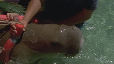 marine scientists beside zodiac with captured dugong apply satellite collar
