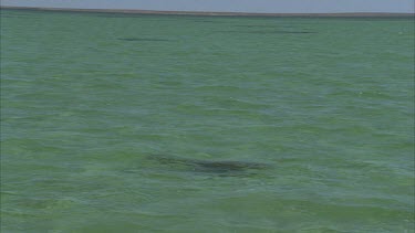 dugong under the water swimming