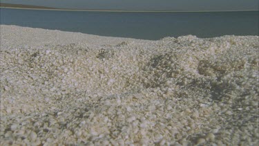 Shell Beach , shells of Fragum erugatum clam heaped up on beach few places in world where this occurs . One of the few species that can survive in these hyper saline conditions.