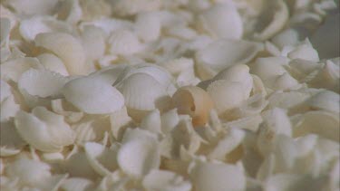 Shell Beach , shells of Fragum erugatum clam heaped up on beach few places in world where this occurs . One of the few species that can survive in these hyper saline conditions.