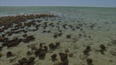 stromatolites at low tide at Hamelin pool , tide water running in between outcrops or mats of cyanobacteria