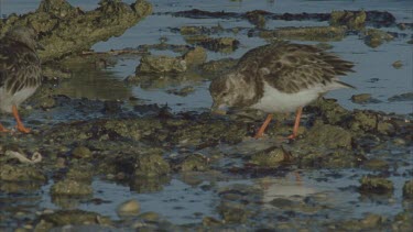 probing under rocks for food , a pair sometimes running through the shallows, searching in almost manic fashion,