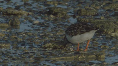 probing under rocks for food , a pair sometimes running through the shallows, searching in almost manic fashion,