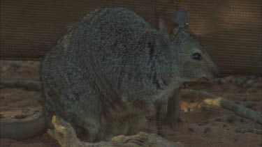 wallaby crouched in enclosure looks a little stressed.