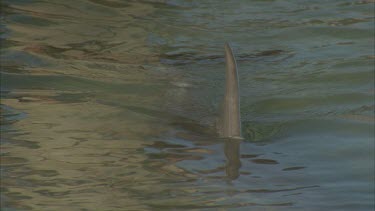 dolphin swimming in shallow water , top side with dorsal fins and heads breaking surface