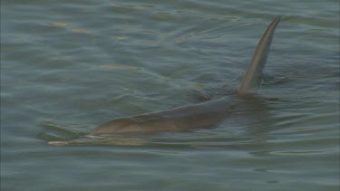 dolphin swimming in shallow water , top side with dorsal fins and heads breaking surface