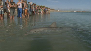 a crowd of tourists and a ranger stand on beach with dolphin at their feet in shallow water , tourists with camera taking photographs.