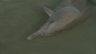 dolphin swimming in shallow water , top side with dorsal fins