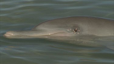 dolphin swimming in shallow water , top side with dorsal fins and heads breaking surface