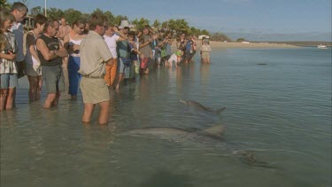 a crowd of tourists and a ranger stand on beach watching dolphins at their feet in shallow water , tourists with camera taking photographs., dolphin nudges rangers leg , cute