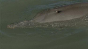 dolphin swimming in shallow water , top side with dorsal fins and heads breaking surface , turns on side and looks up , nice shots of their eyes