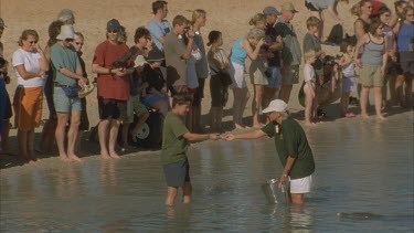 a crowd of tourists and a ranger stand on beach watching dolphins at their feet in shallow water , tourists with camera taking photographs ,ranger gives tourist a fish to feed dolphin ,