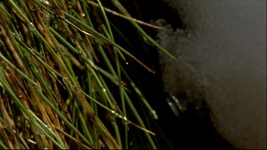 water drips off snow grass with snow beside