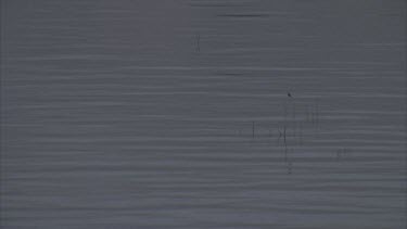 birds flying over lake with reeds