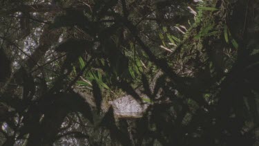 pan up vegetation covered Huon pine trunk