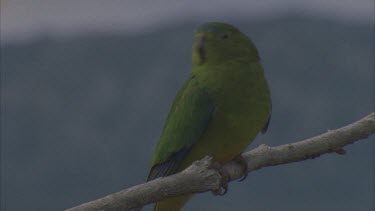 Orange bellied parrot walking down branch sideways