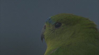 CU orange bellied parrot head