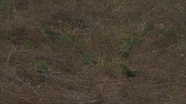 Full frame shot of orange bellied parrots feeding in grass