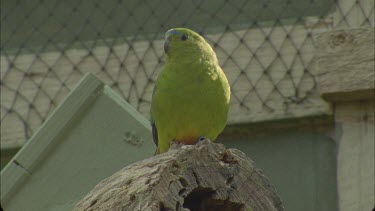 Orange bellied parrot sitting on end of branch then flying off