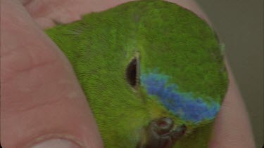 Extreme close up of orange bellied parrot's orange belly, while being held in research scientist's hand.