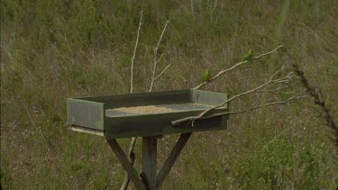 Orange bellied parrots sitting on branches around feeder