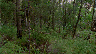 Tilt up grove of celery top pines in forest on Celery Top island in Bathurst Harbor