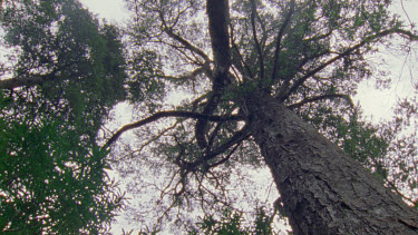 Spin pan around single celery top pine with branches fanning out at top of trunk