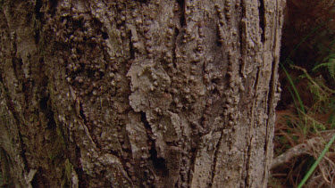 Close pan up trunk of celery top pine, shape and texture of bark clearly visible