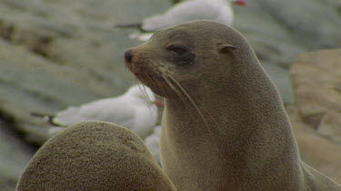 two seal young