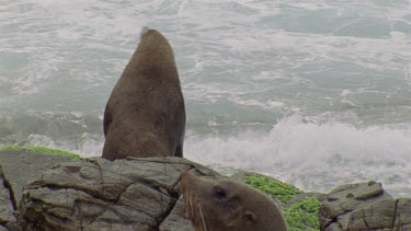 adult male? At waters edge leaps into wave