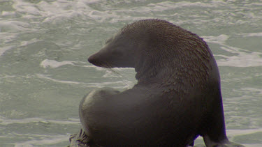 adult male? At waters edge scratching