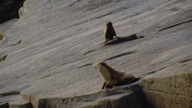 fur seal runs down to chase off sea lion