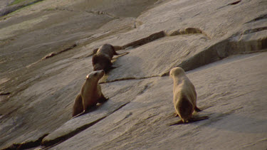 seals sea lions gathering on rocks
