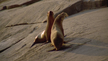 two seals sea lions on rocks