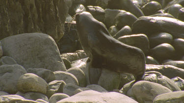 seal on rocks wet boulders moves away