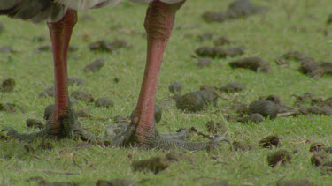 goose feet around dropping