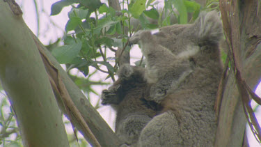 adult cuddles young cub while scratching