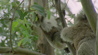 young cub tries to reach leaf