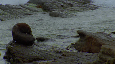 seal some on rock preening some in water swimming