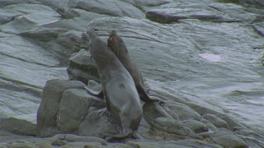 two males fighting on rocks