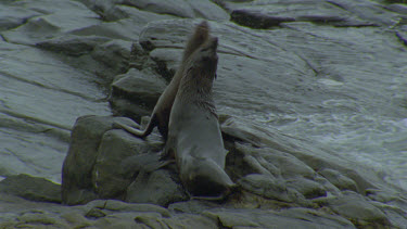 two males fighting on rocks colony and pull out to wider view